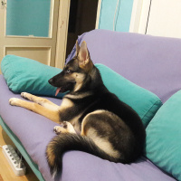 Alman Çoban Köpeği, Köpek  Shivas fotoğrafı