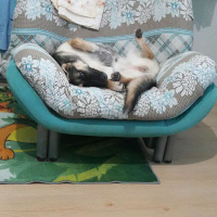 Alman Çoban Köpeği, Köpek  Shivas fotoğrafı