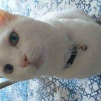 Van Kedisi, Kedi  Bulut fotoğrafı