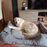 Golden Retriever, Köpek  Bulut fotoğrafı