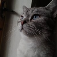 British Shorthair, Kedi  Şila fotoğrafı