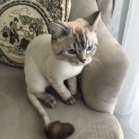 British Shorthair, Kedi  Ateş fotoğrafı