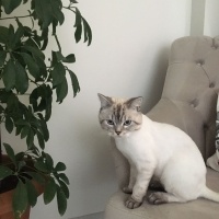 British Shorthair, Kedi  Ateş fotoğrafı