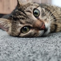 Tekir Kedi, Kedi  Boncuk fotoğrafı