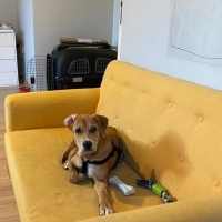Sokö (Sokak Köpeği), Köpek  Kıyma - Köfte fotoğrafı