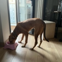 Sokö (Sokak Köpeği), Köpek  Kıyma - Köfte fotoğrafı