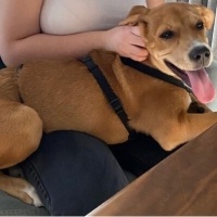 Sokö (Sokak Köpeği), Köpek  Kıyma - Köfte fotoğrafı