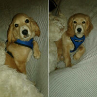 Amerikan Cocker Spaniel, Köpek  Rüzgar fotoğrafı