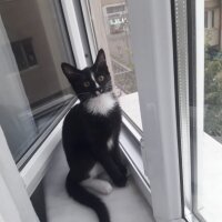 Tuxedo (Smokin) Kedi, Kedi  Sushi fotoğrafı