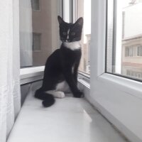 Tuxedo (Smokin) Kedi, Kedi  Sushi fotoğrafı