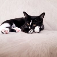 Tuxedo (Smokin) Kedi, Kedi  Sushi fotoğrafı