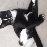 Tuxedo (Smokin) Kedi, Kedi  Sushi fotoğrafı