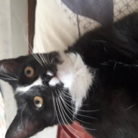 Tuxedo (Smokin) Kedi, Kedi  Sushi fotoğrafı