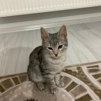 Tekir Kedi, Kedi  luna fotoğrafı
