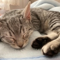 Tekir Kedi, Kedi  luna fotoğrafı