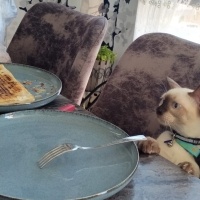 Siyam Kedisi, Kedi  Rio fotoğrafı