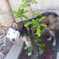 Sibirya Kurdu (Husky), Köpek  Pocero fotoğrafı