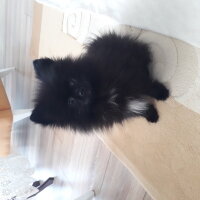 Pomeranyalı, Köpek  pablo fotoğrafı