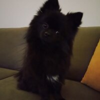 Pomeranyalı, Köpek  pablo fotoğrafı