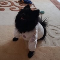 Pomeranyalı, Köpek  pablo fotoğrafı