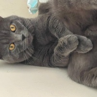 British Shorthair, Kedi  Leo fotoğrafı