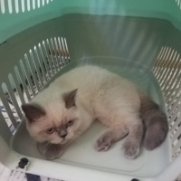 Siyam Kedisi, Kedi  DUMAN fotoğrafı