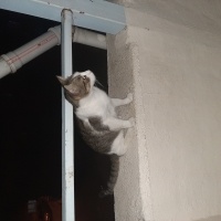 Tekir Kedi, Kedi  Pamuk fotoğrafı