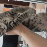 Tekir Kedi, Kedi  Oyuncu kedim Şans izmir konak fotoğrafı