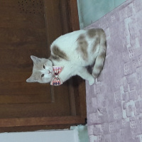 Tekir Kedi, Kedi  Oskar fotoğrafı