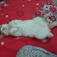 Tekir Kedi, Kedi  Oskar fotoğrafı