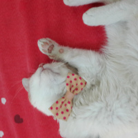 Tekir Kedi, Kedi  Oskar fotoğrafı