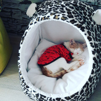 Tekir Kedi, Kedi  Oskar fotoğrafı