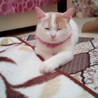 Tekir Kedi, Kedi  Pamuk fotoğrafı