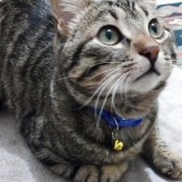 Tekir Kedi, Kedi  yasu fotoğrafı