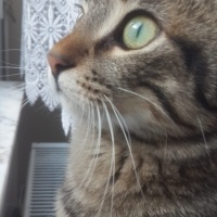 Tekir Kedi, Kedi  yasu fotoğrafı