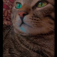 Tekir Kedi, Kedi  yasu fotoğrafı