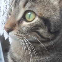 Tekir Kedi, Kedi  yasu fotoğrafı