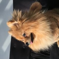 Pomeranyalı, Köpek  Carlos fotoğrafı