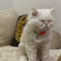 İran Kedisi (Persian), Kedi  Miniş fotoğrafı