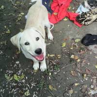 Golden Retriever, Köpek  ares fotoğrafı