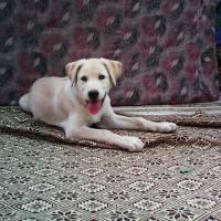 Golden Retriever, Köpek  ares fotoğrafı