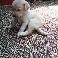 Golden Retriever, Köpek  ares fotoğrafı