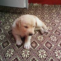 Golden Retriever, Köpek  ares fotoğrafı