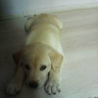 Golden Retriever, Köpek  ares fotoğrafı