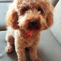 Poodle(Standart Kaniş), Köpek  BOLT fotoğrafı