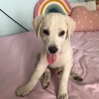 Sokö (Sokak Köpeği), Köpek  İsimsiz fotoğrafı