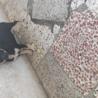 Minyatür Pinscher, Köpek  Paşa fotoğrafı