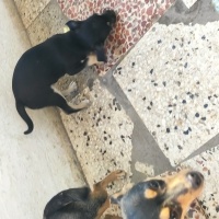 Minyatür Pinscher, Köpek  Paşa fotoğrafı