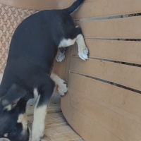 Minyatür Pinscher, Köpek  Paşa fotoğrafı