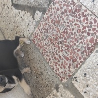 Minyatür Pinscher, Köpek  Paşa fotoğrafı